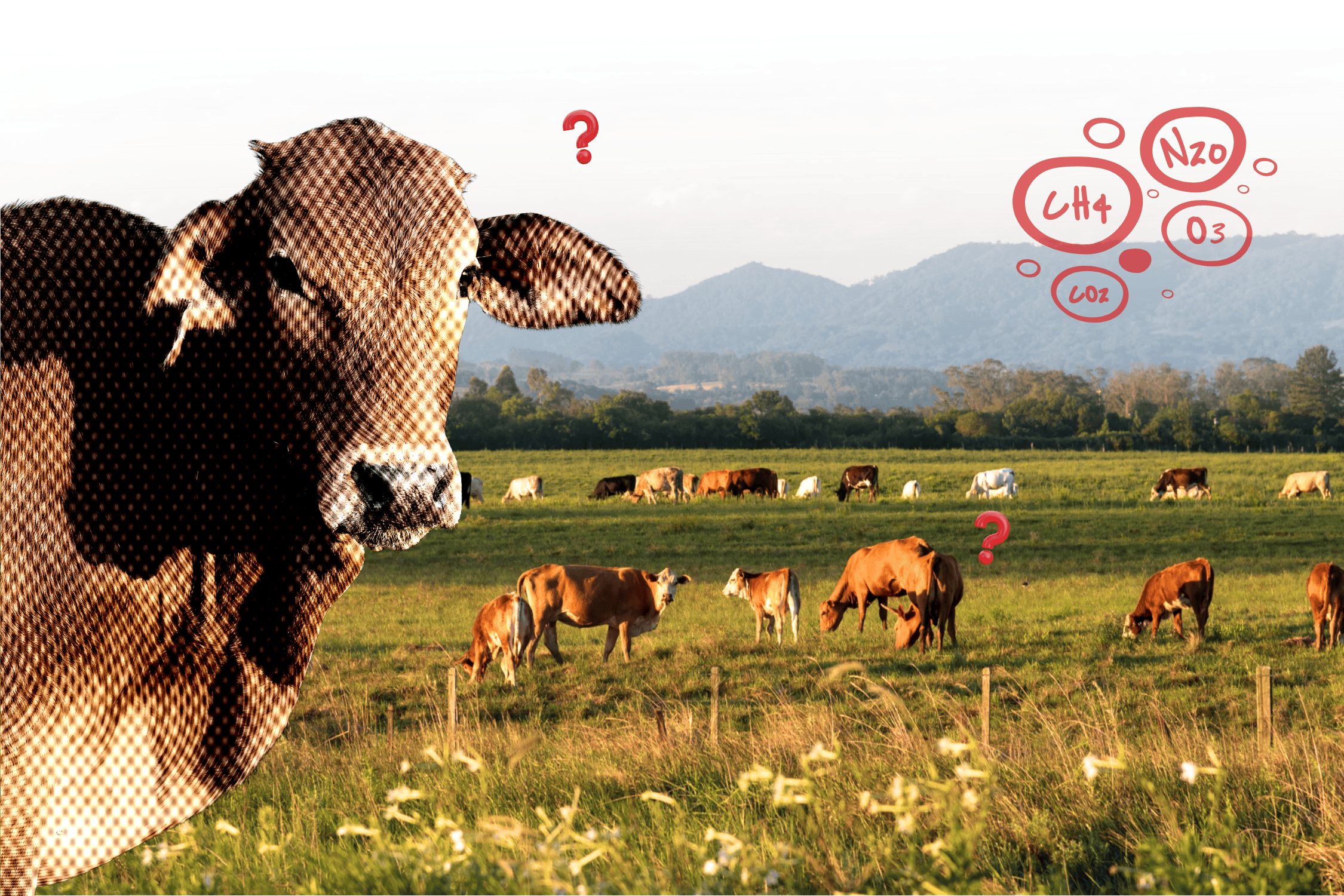 Livestock and Greenhouse Gas Emissions: The Facts Behind Methane from Cattle
